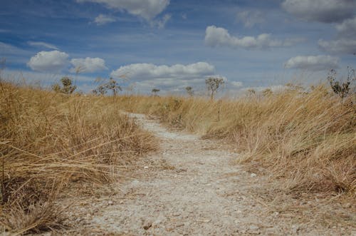 Brown Grass Field under the Cloudy Sky