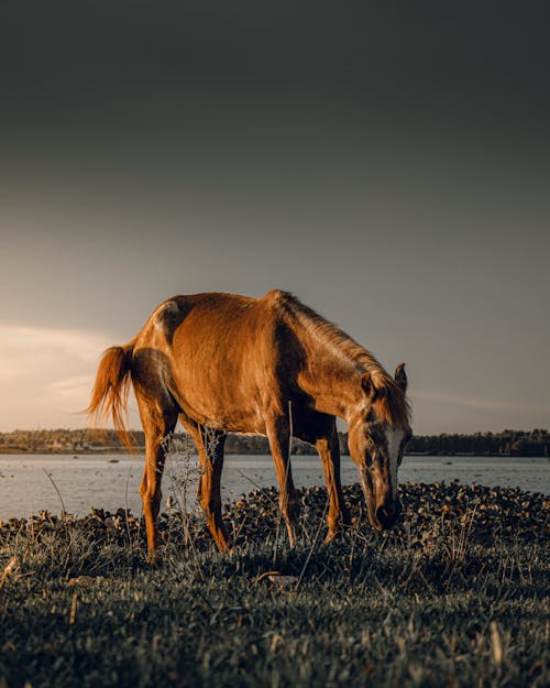 Bezpłatne Darmowe zdjęcie z galerii z brązowy koń, fotografia zwierzęcia, pionowy strzał Zdjęcie z galerii
