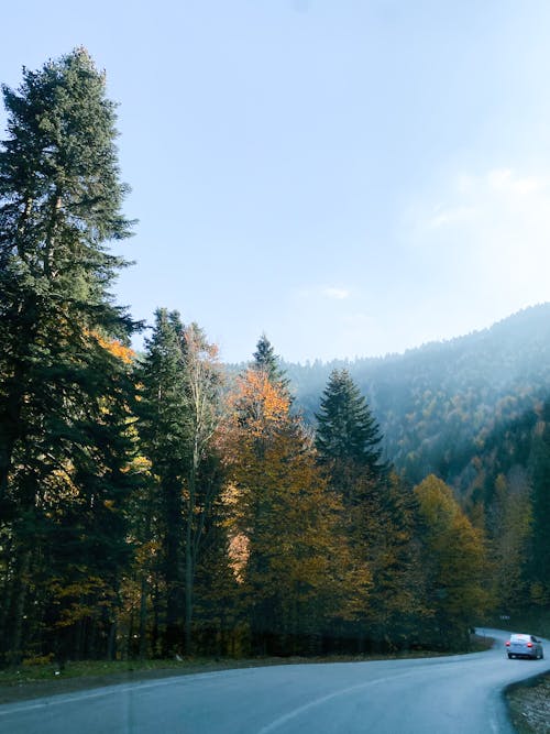 Green Trees Near the Road