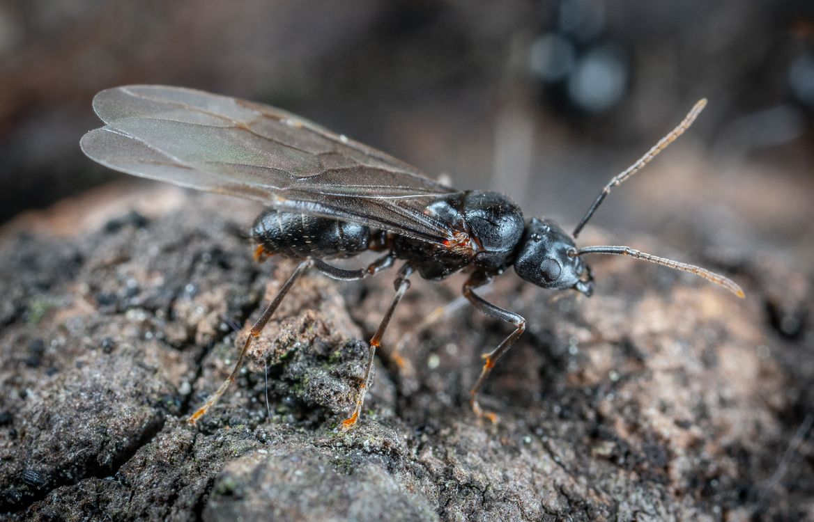 Black Fly in Close Up Shot · Free Stock Photo