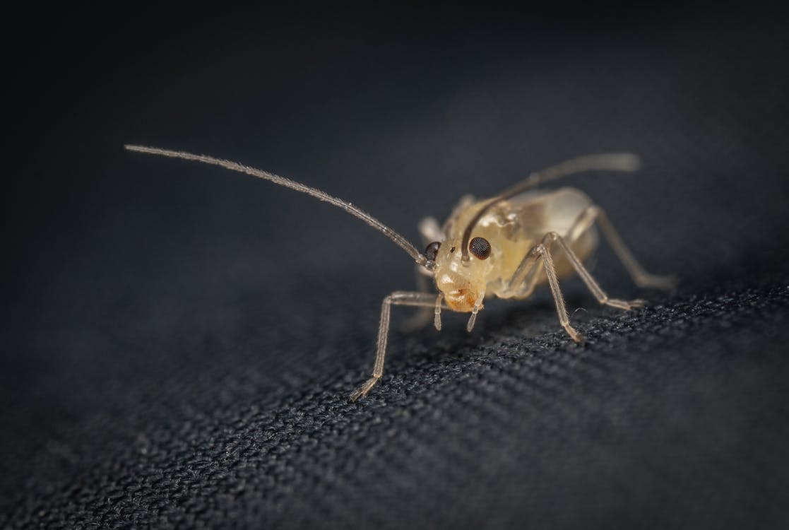 Yellow Insect in Close Up Shot · Free Stock Photo
