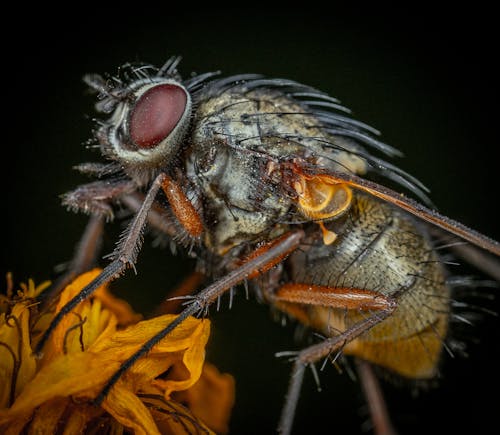 Gratuit Photos gratuites de insecte, mouche, photo macro Photos