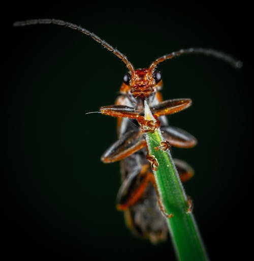 Foto stok gratis beetle, cantharis, fotografi serangga