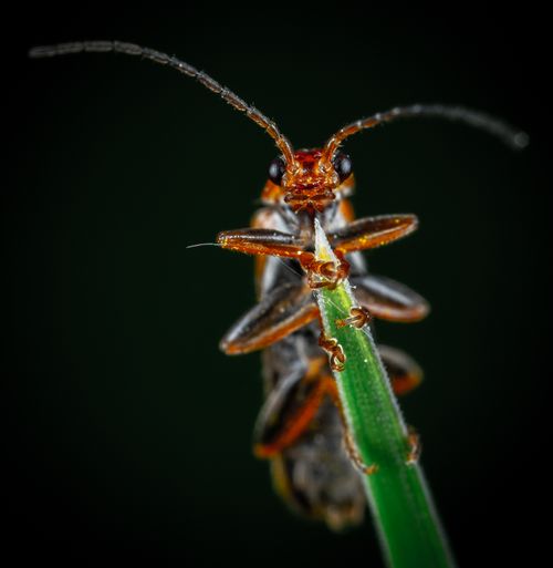 Free Stunning macro shot of a beetle perched atop a grass blade, showcasing intricate details. Stock Photo