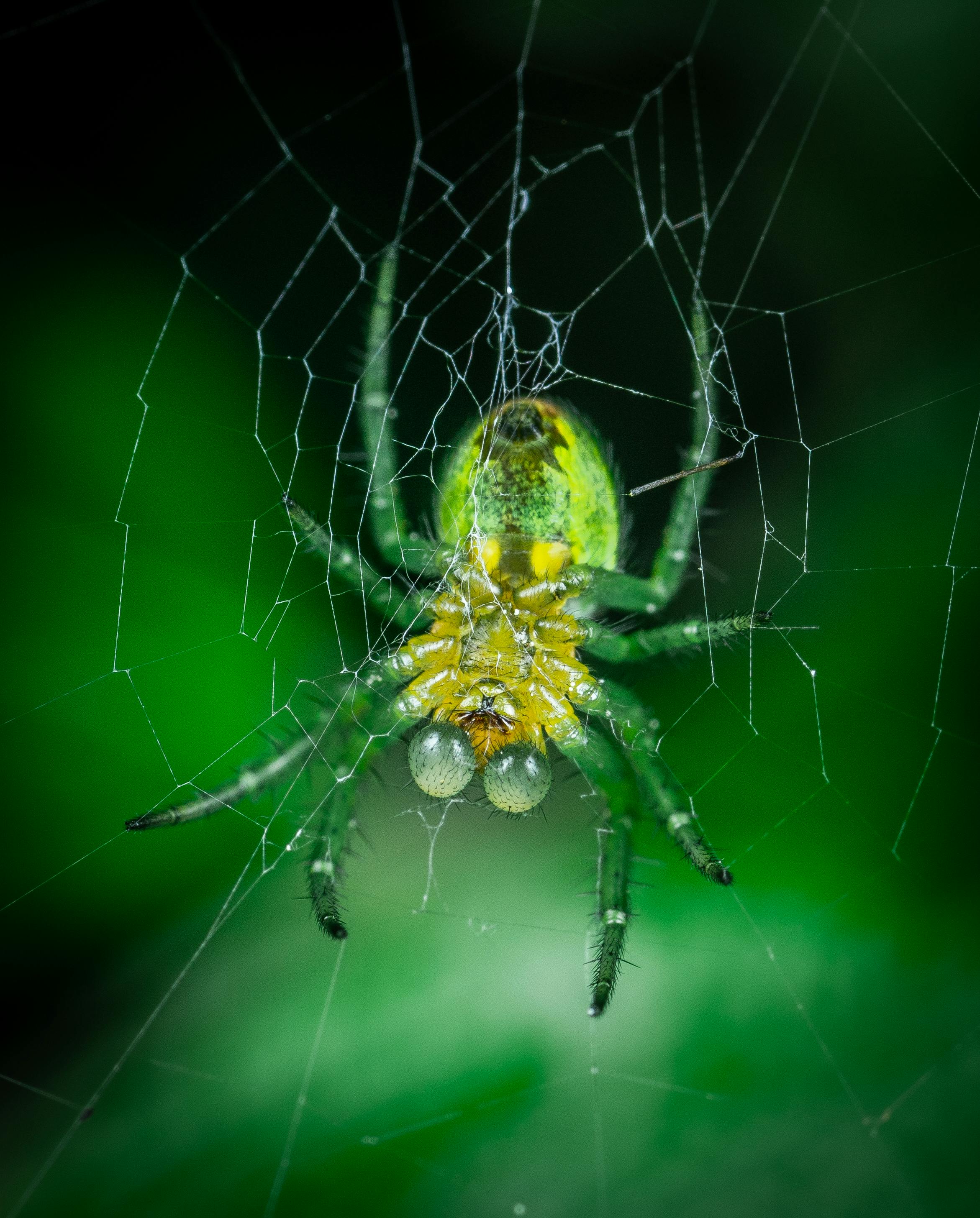 close up shot of green spider