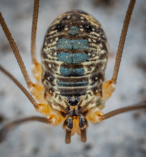 Foto stok gratis beetle, fotografi serangga, leiobunum