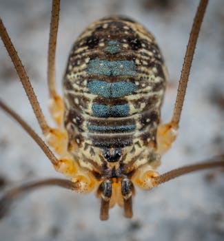 Detailed macro shot of a harvestman arachnid showcasing its intricate patterns and textures.