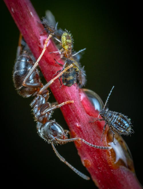 คลังภาพถ่ายฟรี ของ ก้านดอก, การถ่ายภาพแมลง, ภาพมาโคร