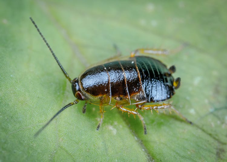 A Cockroach On A Leaf 