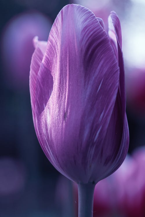 Hoa tulip tím thường được biết đến như một dấu hiệu của tình yêu và sự mãnh liệt. Một hình nền hoa tulip tím sẽ giúp cho bạn tràn đầy niềm yêu thương và nhiệt huyết, tạo động lực cho bạn để đạt được những thành công vượt trội.