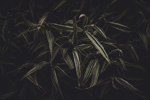Free Green leaves of plant against black background Stock Photo