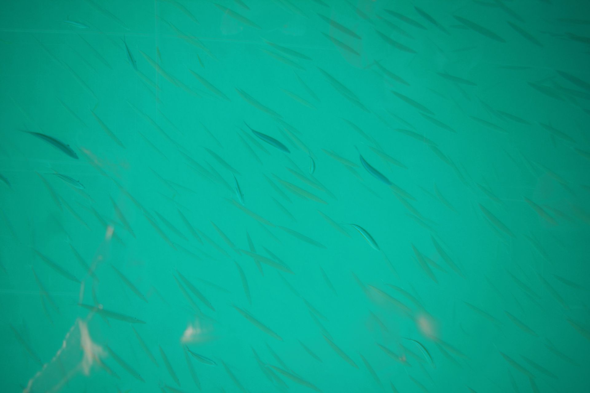 Underwater at Capo Testa