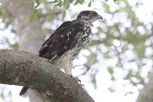 Black and White Eagle on Tree Branch