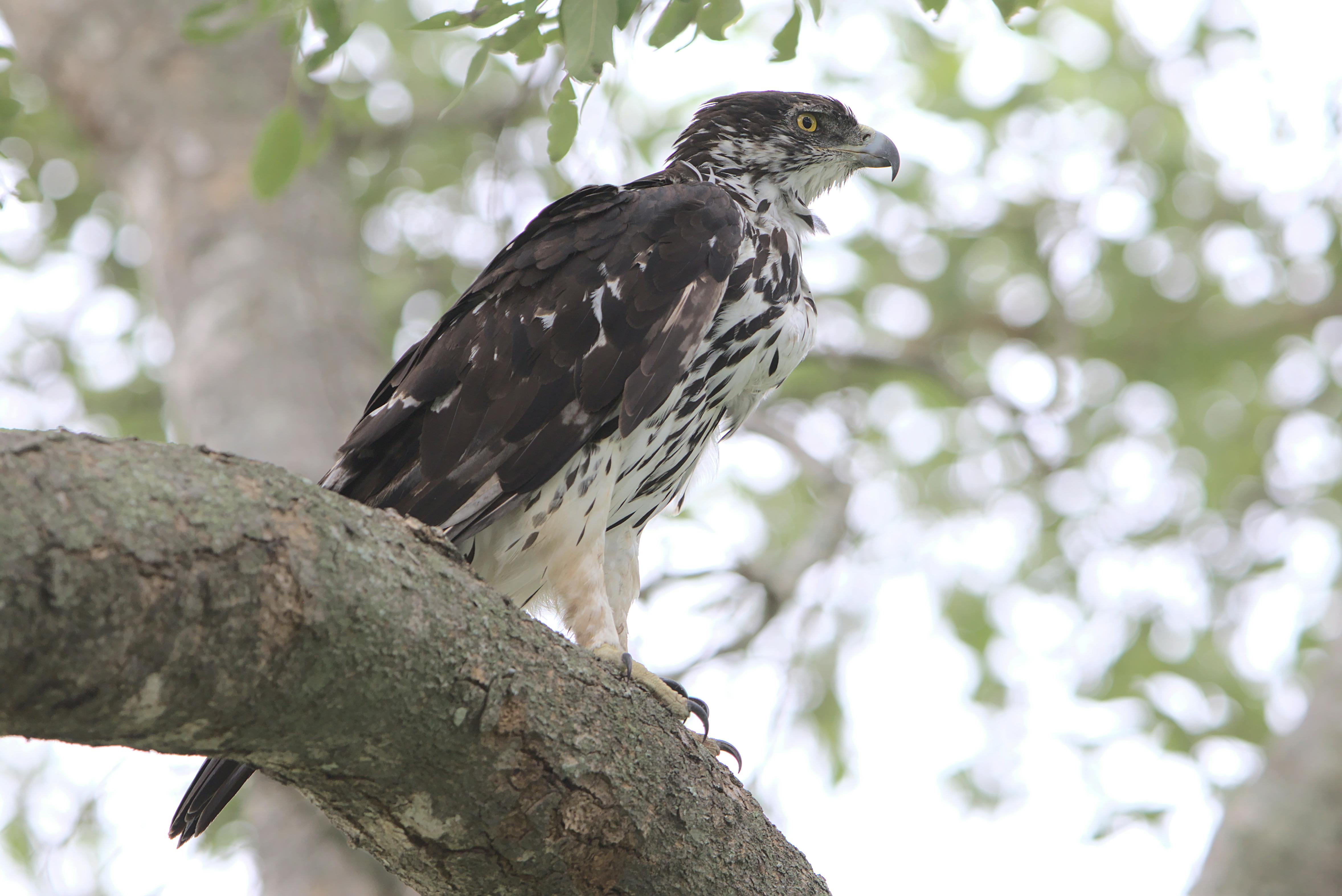 Bald Eagle · Free Stock Photo