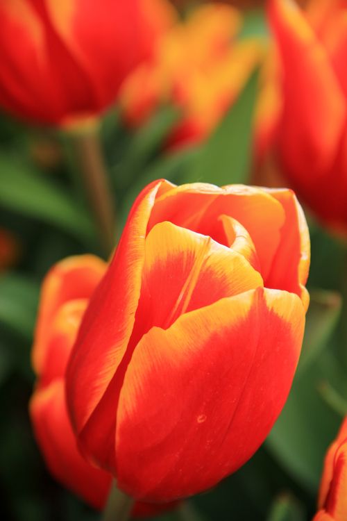 Free Bright red tulip flowers in full bloom, capturing the essence of spring outdoors. Stock Photo