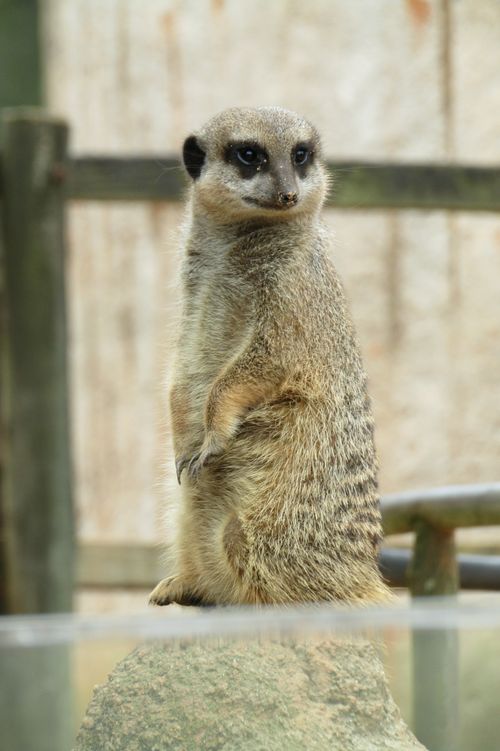 Free Vertical shot of a meerkat standing on a rock in a zoo environment. Stock Photo