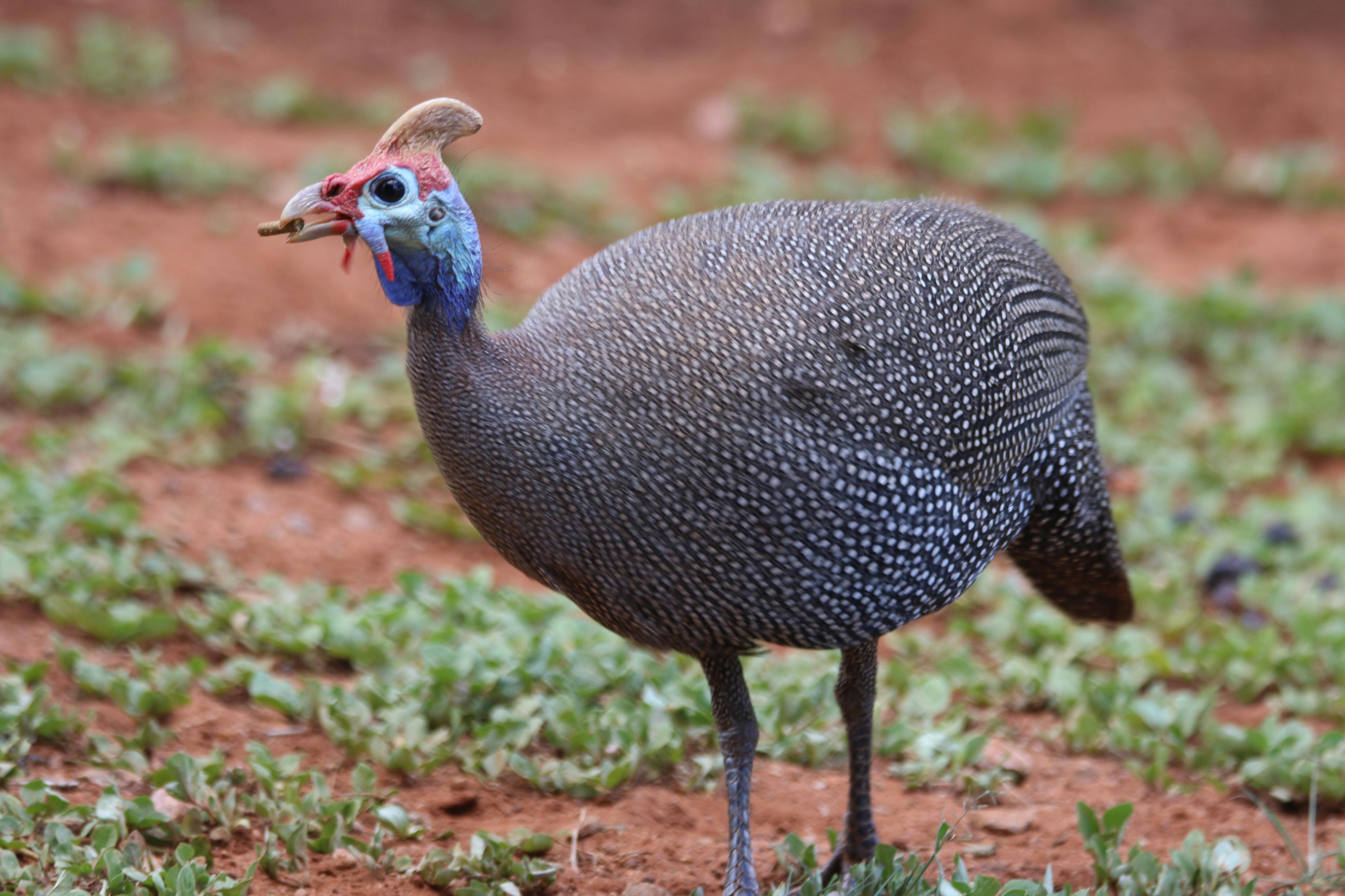 Free stock photo of dots, feathers, fowl