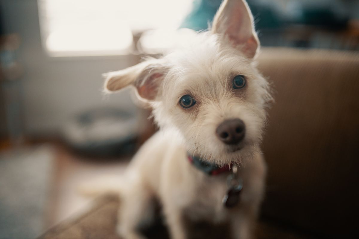 A happy small white dog looks alert from a sofa in a bright home.