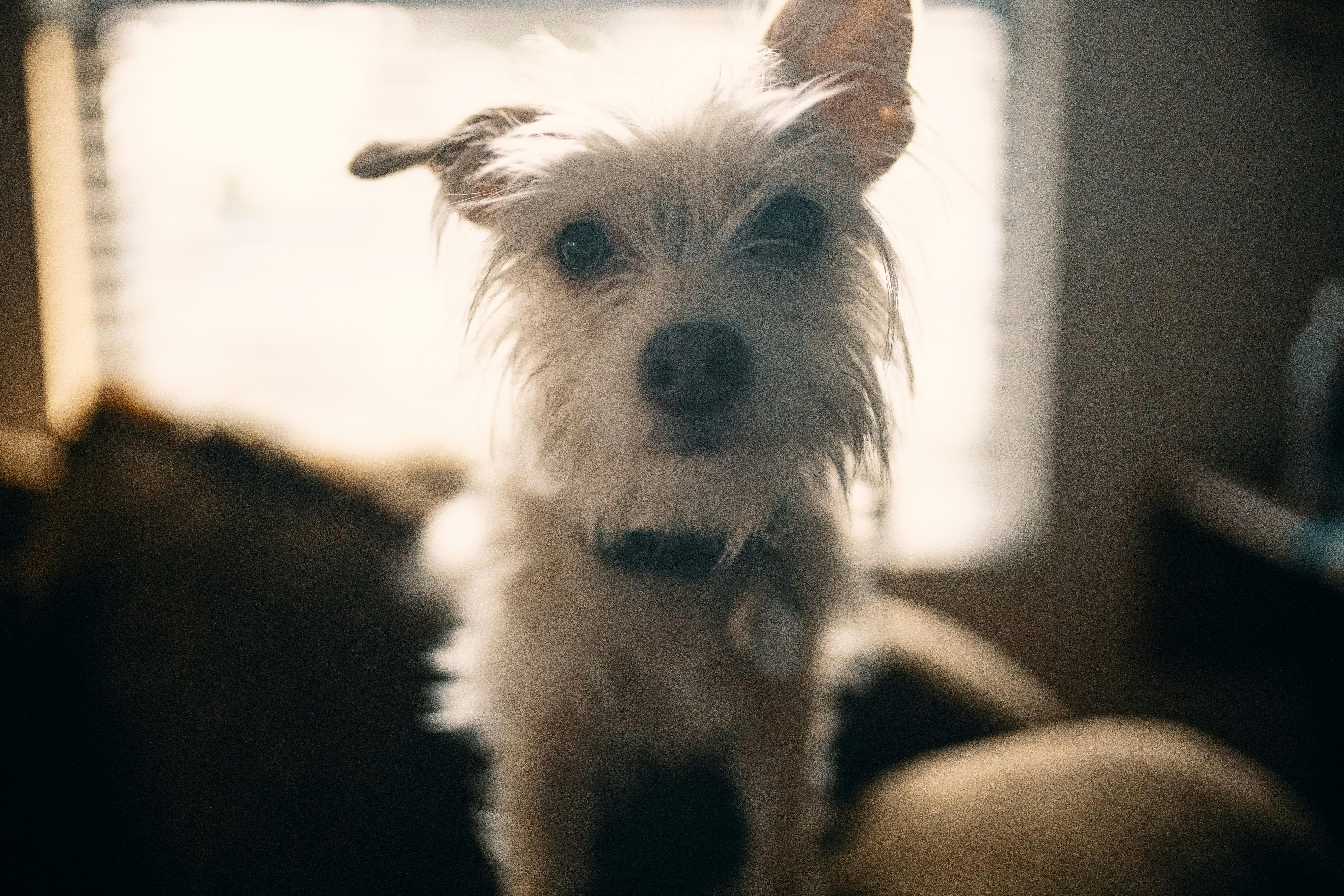 Royal Canin West Highland White Terrier