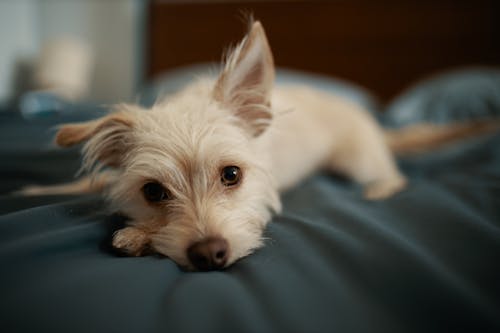 A Dog on a Bed 