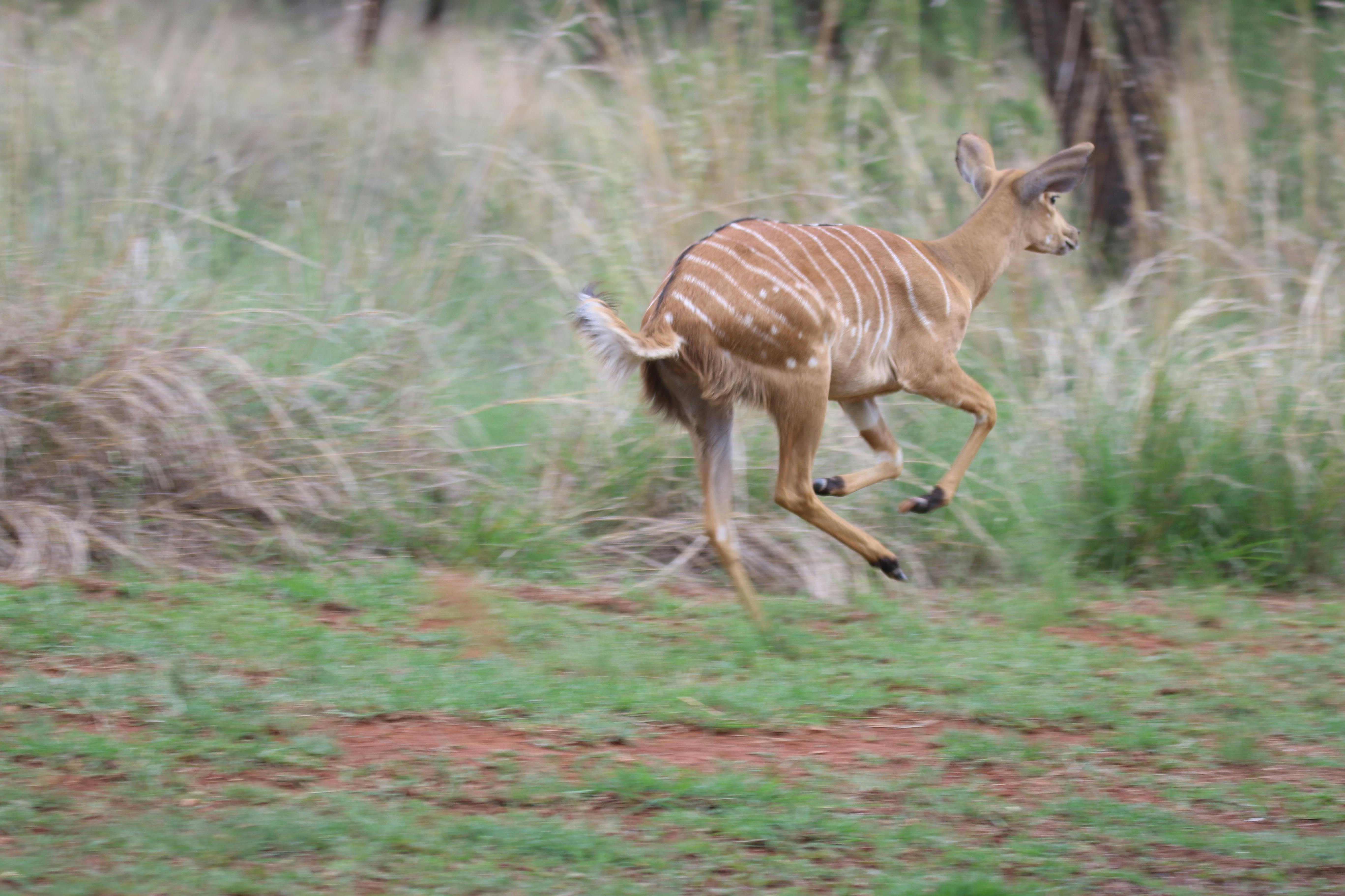 India Gate à Delhi illuminé la nuit