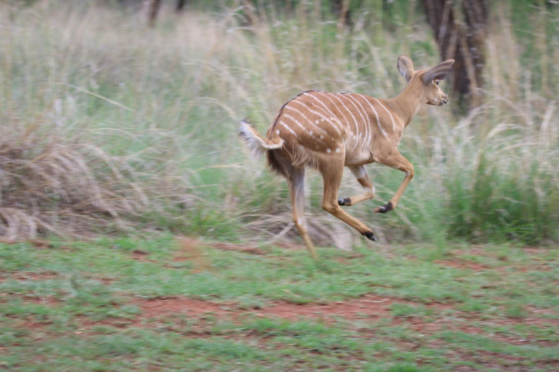 India Gate à Delhi illuminé la nuit