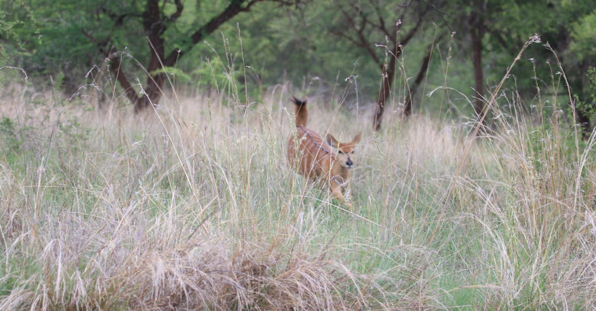 Free stock photo of antelope, buck, bush