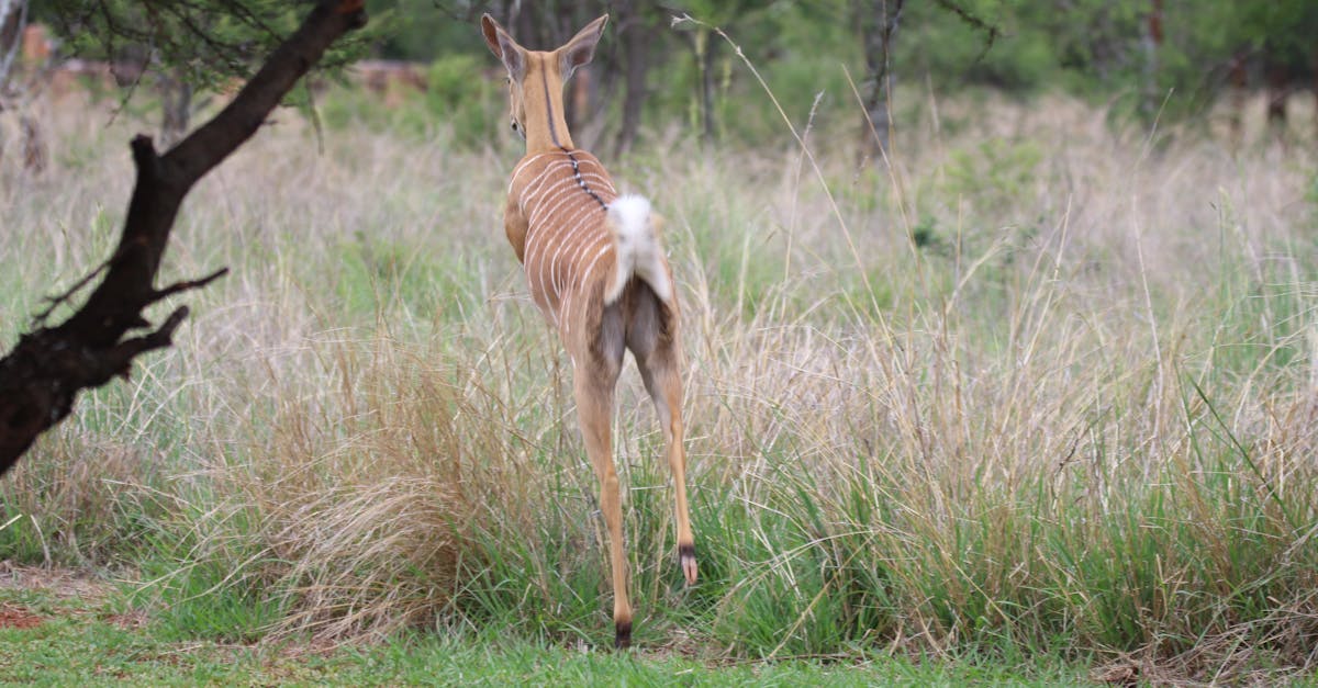 Free stock photo of antelope, buck, bush