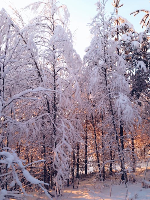 Fotos de stock gratuitas de arboles, bosque, bosque de invierno