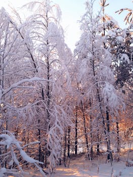 Breathtaking view of a snow-covered forest in winter, capturing the serene beauty and tranquility of nature.