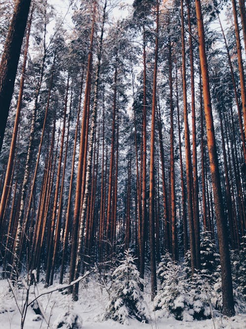 A Forest During Winter 