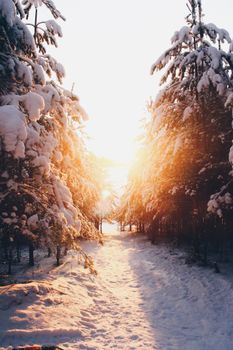 A breathtaking winter sunrise illuminates a snow-covered forest path, capturing nature's serene beauty.