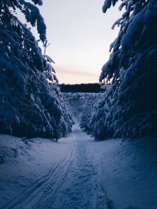 Snow Covered Trees and Pathway