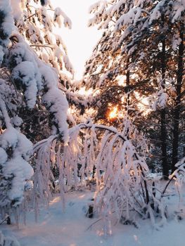 Beautiful snow-covered trees in a winter forest during sunrise in Leningrad Region, Russia.