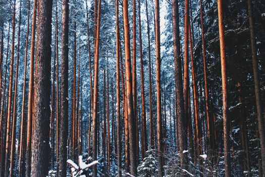 Serene winter forest in Korobitsyno, Leningrad Oblast, showcasing snow-covered trees under a bright sky.