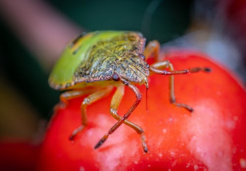 Green Beetle on Fruit