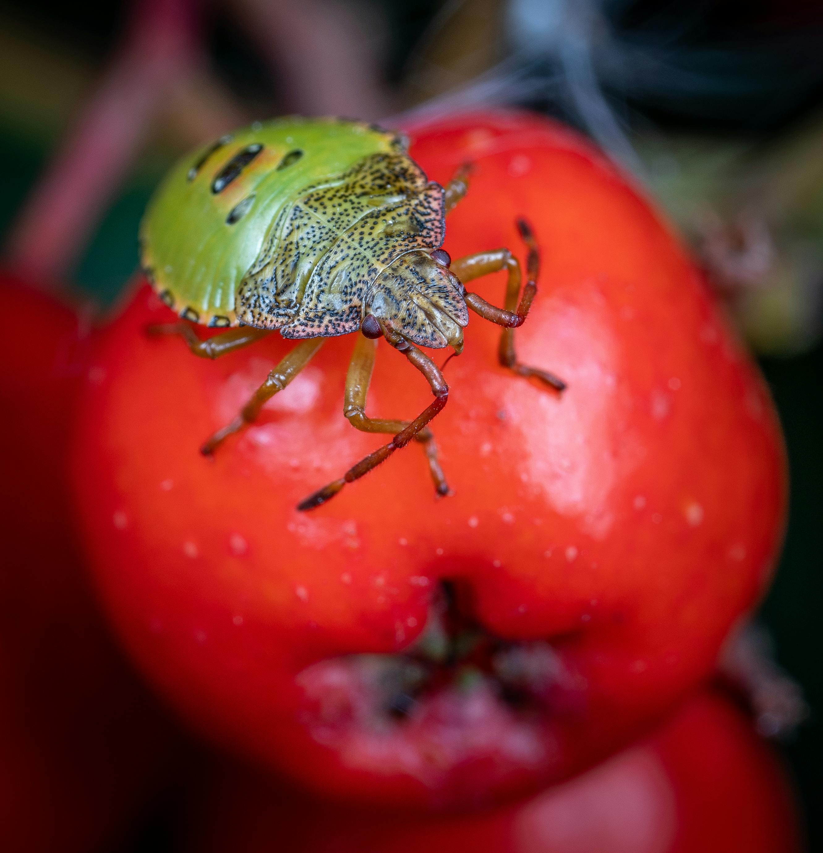 Macro shot of a green birch shieldbug resting on a red apple.