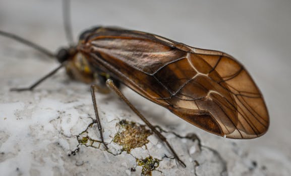 Close-up shot of a booklice showing detailed wing patterns on a textured surface.
