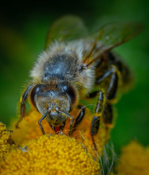 Photos gratuites de abeille, arthropode, insecte