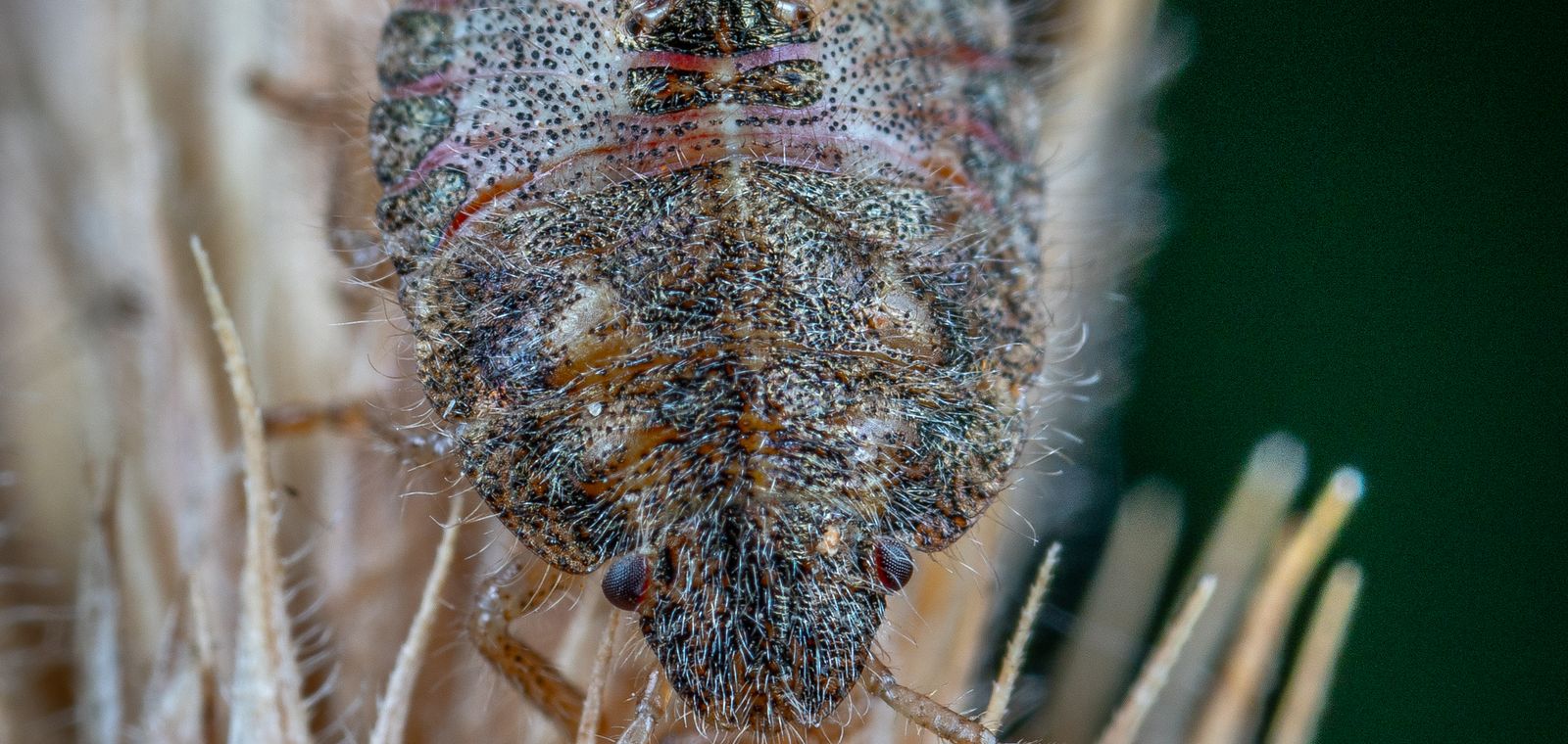 Close-up of a bed bug