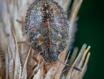 Close-up of a bed bug