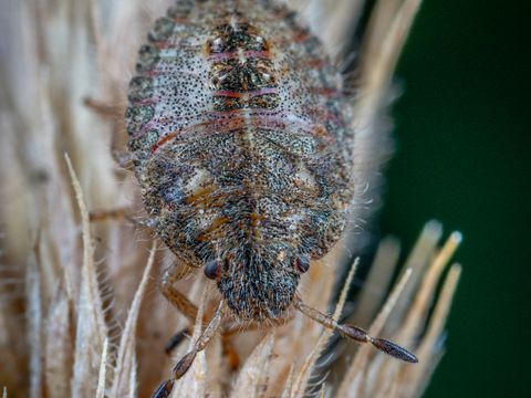 Close-up of a bed bug