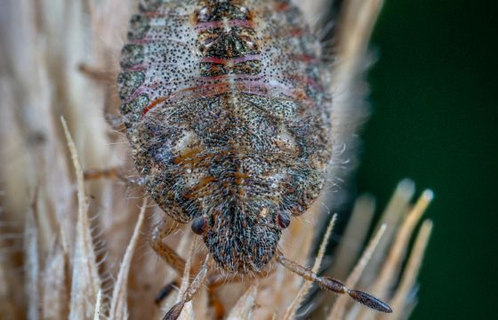 Close-up of a bed bug