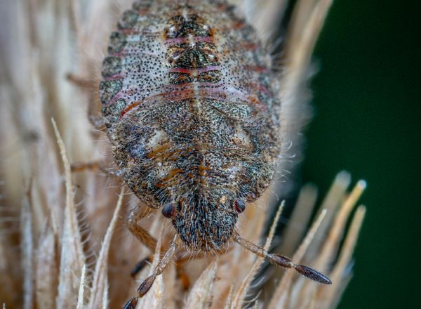 Close-up of a bed bug