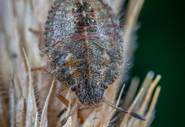 Close-up of a bed bug