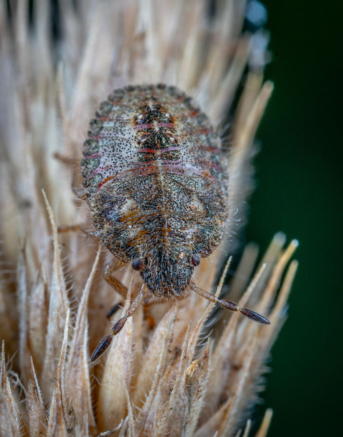 Bed bug close-up - bed bug treatment