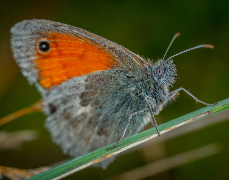 A Macro Shot Of A Small Heath Insect