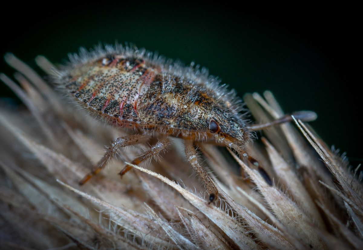 Bed bug treatment in Alicante