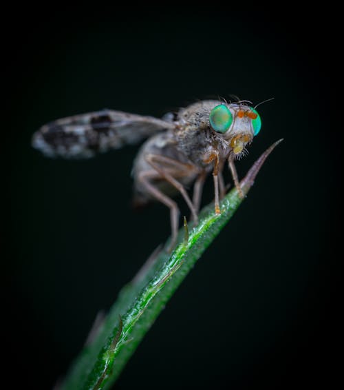 бесплатная Бесплатное стоковое фото с лететь, макросъемка, насекомое Стоковое фото