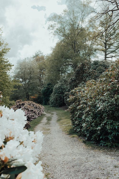 Pathway Between Trees and Green Plants